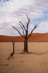 Fototapeta na wymiar Dead trees in the sand pan of Deadvlei in the Sosusvlei area in the Namib desert