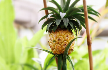 Close look on a cute pineapple.