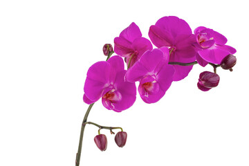 Family Orchidaceae