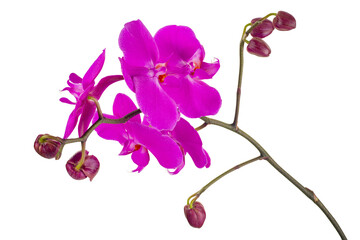 Flowers of orchids
