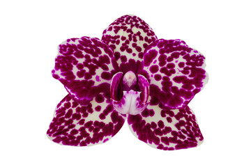 Fototapeta na wymiar Spotted orchid
