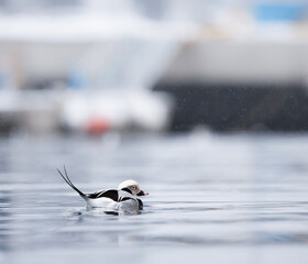 long-tailed duck - 777698001