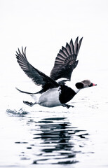 long-tailed duck on the water - 777698009