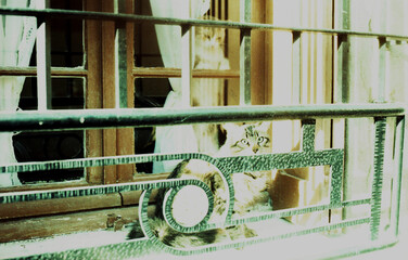 Peering Feline Behind Bars