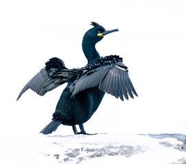 European Shag cormorant bird