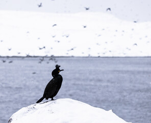 European Shag bird against snow covered landscape