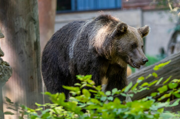 a European brown bear in a zoo, surrounded by vegetation and trees