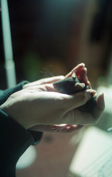 Cute rat