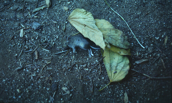 Dead mouse on the wood