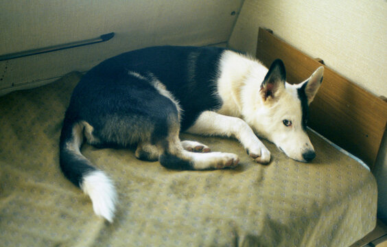 Resting Husky on Vintage Couch