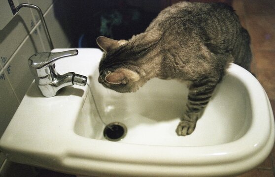 Thirsty cat