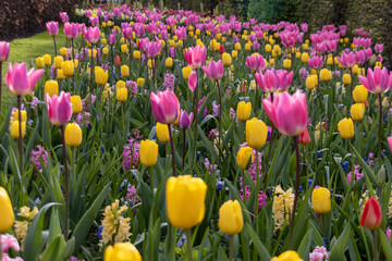 tulips in the garden