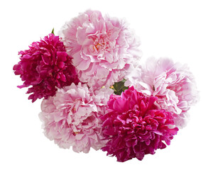 Pink and purple peony bunch isolated top view