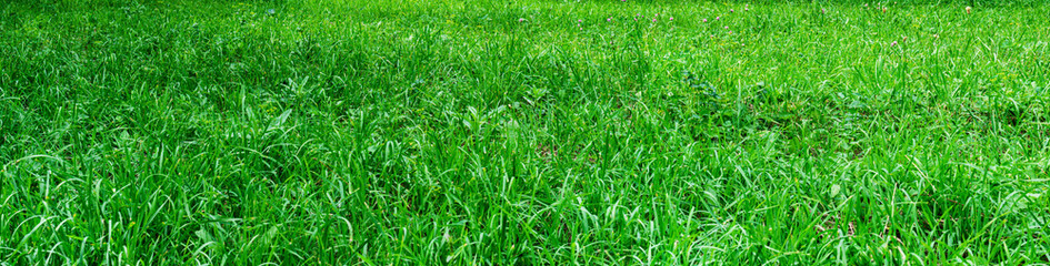 Green panoramic background of mixed grasses - 777701401