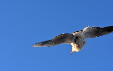 seagull in flight