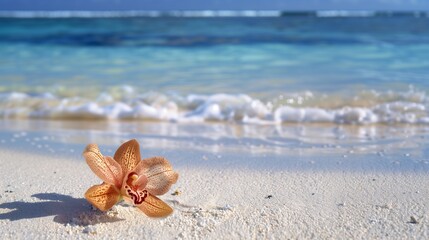 A crisp, clear day at the beach, an exquisite orchid lying on the pristine white sand with copy...