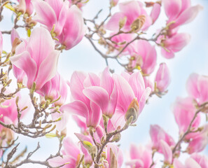 Magnolia flowers with pink petals blooming in spring fabulous garden, mysterious fairy tale springtime floral natural background with magnoliaceae bloom, beautiful botanical nature landscape.