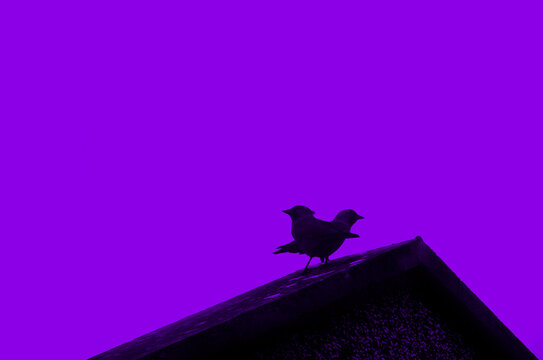 Two crows on a rooftop with purple background and copy space
