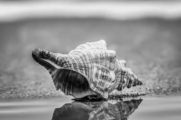 Rolgordijnen Spiegelung einer Muschel bei Ebbe am Strand der Nordsee © Rolf