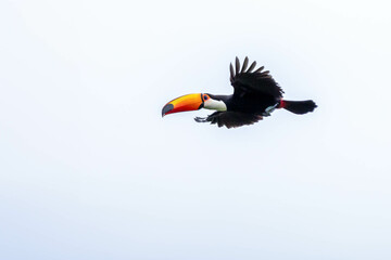 A Toco Toucan also known as a Tucano flying over a tree. Species Ramphastos stump. Birdwatcher. Birding. © Fernando Calmon