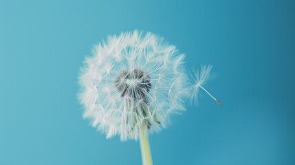 Single dandelion with a seed drifting away on a blue background