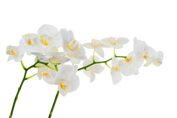 Two branch orchidea