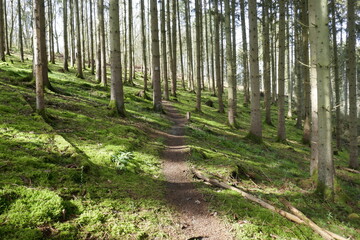Obraz premium Forest in Mosel Germany