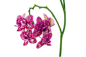Spotted orchid