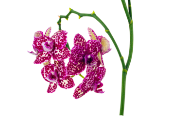 Spotted orchid