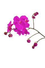 Purple orchid