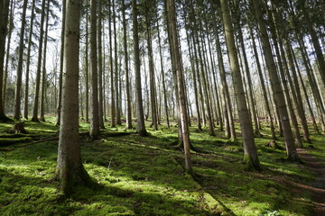 Fototapeta premium Forest in Mosel Germany