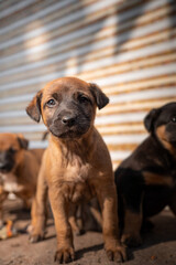 Cute Indian Street dog puppy in sunlight on road