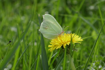 Pale Green Brimstone butterfly