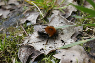 Common Carder bee in Germany
