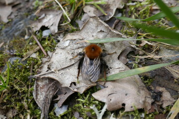Common Carder bee in Germany