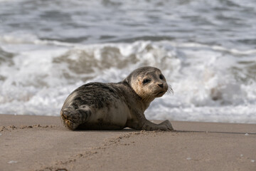 Junger Seehund an der Nordsee © rlang