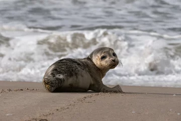 Junger Seehund an der Nordsee © rlang