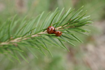 Two ladybirds on a pine tree - Powered by Adobe