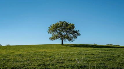 A lush green meadow under a clear blue sky, a solitary tree standing tall, its branches swaying gently in the breeze, the scene exuding a sense of freedom and growth, Photography.