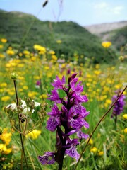 field of flowers