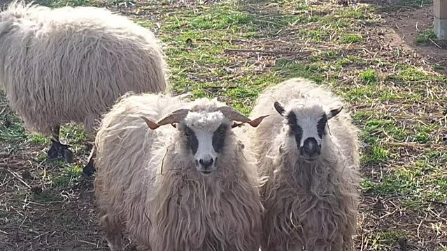 A group of Wallachian sheep in a pen. Breed originated from Wallachia, Czech Republic. Sheep or domestic sheep - Ovis aries are a domesticated, ruminant mammal typically kept as livestock. Sheep are