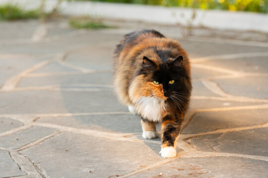 long haired calico cat