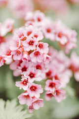 Spring flowers covered with morning dew of pink bloomed on the green grass in the dew