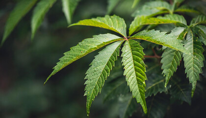 Selective focus of green leaves with dark toned of Cannabaceae leaf