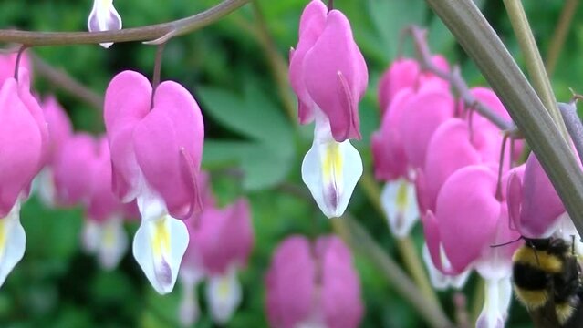 Real Bleeding Heart Images