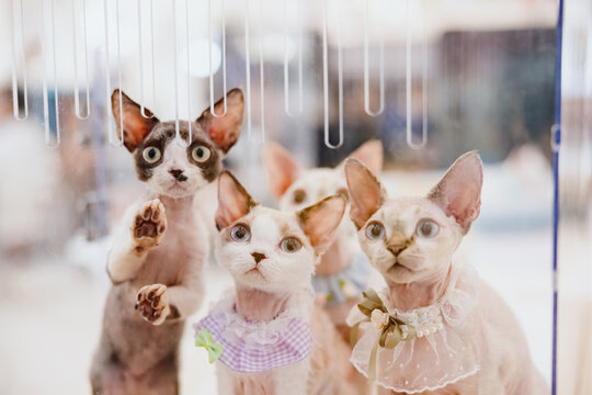 Quartet of Curious  Devon Rex Kittens
