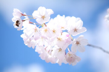 Bee in cherry blossom flower, closeup, springtime