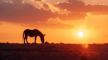 Fototapeta premium Silhouette of lone wildebeest grazing at sunset with vibrant orange sky and sun near horizon