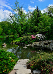 ogród japoński, drzewa, krzewy i kwitnące różaneczniki nad wodą na tle niebieskiego nieba, japanese garden blooming rhododendrons and azaleas, Rhododendron	 - obrazy, fototapety, plakaty
