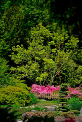 ogród japoński, drzewa i kwitnące różaneczniki nad wodą, japanese garden blooming...